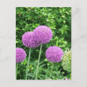 Lila Allium-Blume Postkarte (Vorderseite)