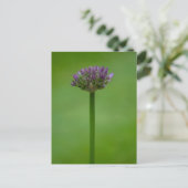 Lila Allium Blume Postkarte (Stehend Vorderseite)