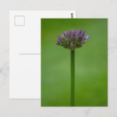 Lila Allium Blume Postkarte (Vorne/Hinten)