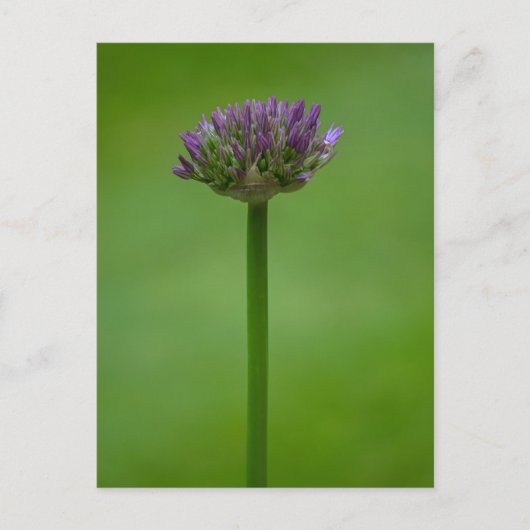 Lila Allium Blume Postkarte (Vorderseite)
