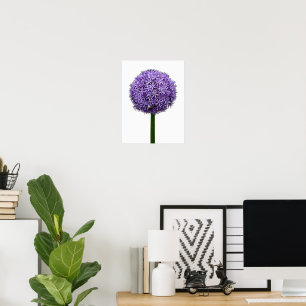 Lila Allium-Blüte auf weißem Hintergrund Poster
