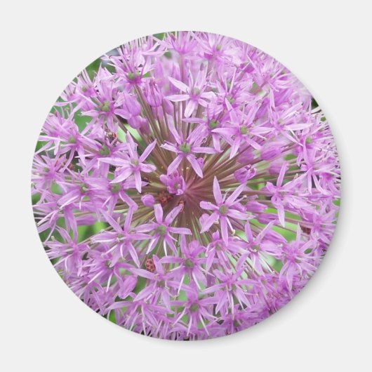 Lila Allium Magnet (Vorne)