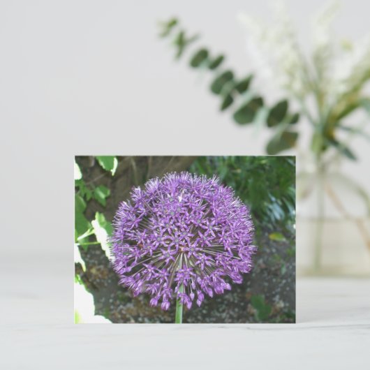 Lila Allium Postkarte (Stehend Vorderseite)