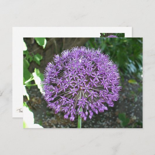 Lila Allium Postkarte (Vorne/Hinten)