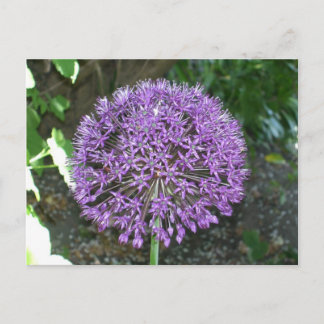 Lila Allium Postkarte