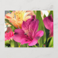 Lila Alstroemeria Blume Lilies Blume Foto