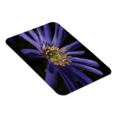 Lila Anemon Magnet (Rechte Seite)