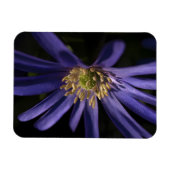 Lila Anemon Magnet (Horizontal)