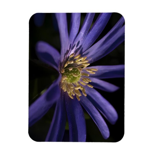 Lila Anemon Magnet (Vertikal)