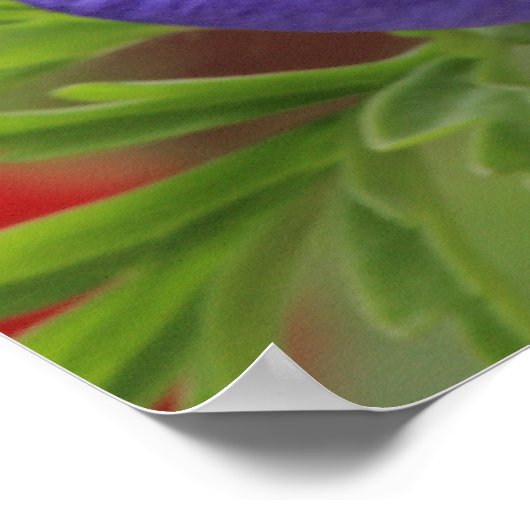 Lila Anemon Poster (Ecke)