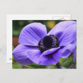 Lila Anemon Postkarte (Vorne/Hinten)