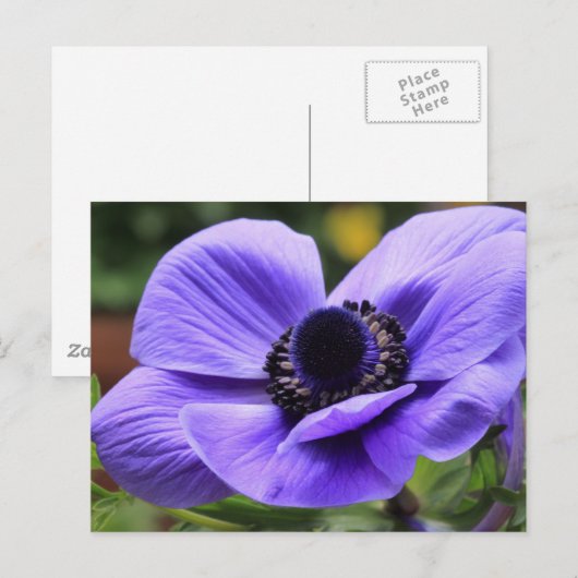 Lila Anemon Postkarte (Vorne/Hinten)
