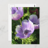 Lila Anemone Blume Postkarte (Vorne/Hinten)