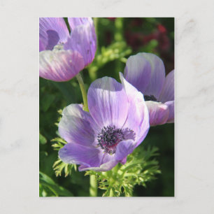 Lila Anemone Blume Postkarte