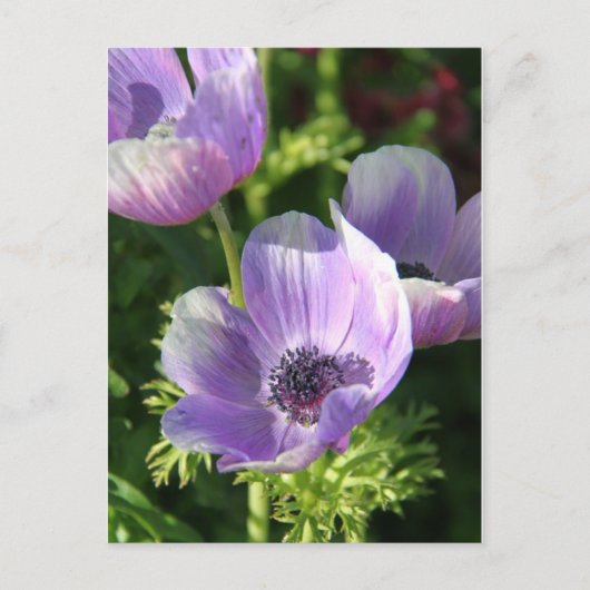 Lila Anemone Blume Postkarte (Vorderseite)