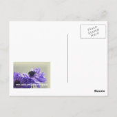 Lila Anemone Foto Postkarte (Rückseite)