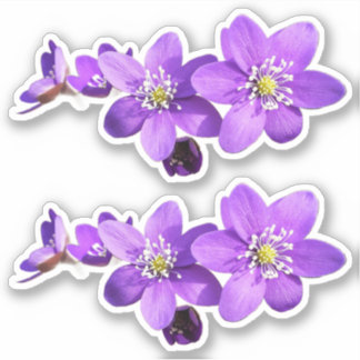 Lila Anemone Hepatica Blumen Vinyl Aufkleber