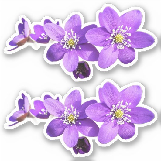 Lila Anemone Hepatica Blumen Vinyl Aufkleber (Vorderseite)