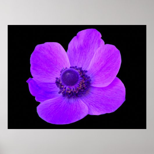 Lila Anemone Postyer Poster (Vorne)