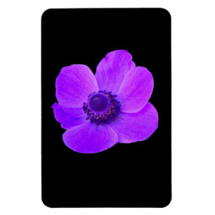 Lila Anemone Premium Magnet