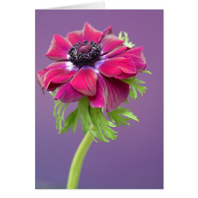 lila anenome (Vorne)