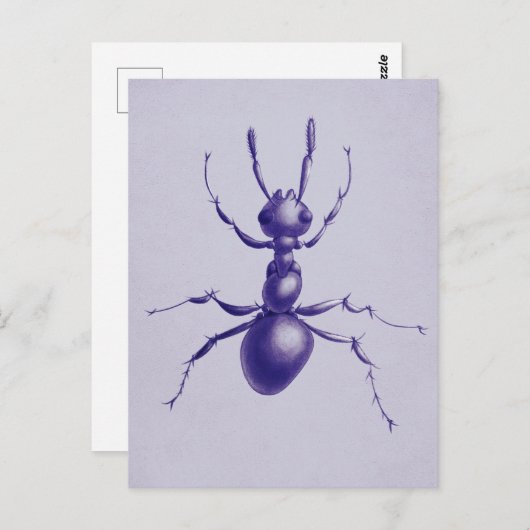 Lila Ant Bug Insect Digitale Kunst Postkarte (Vorne/Hinten)