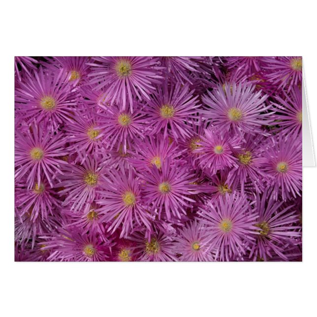 Lila Aster-Blume (Vorderseite (Horizontal))
