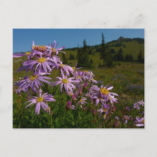 Lila Aster-Blume auf dem Rainier Postkarte (Vorderseite)