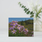 Lila Aster-Blume auf dem Rainier Postkarte (Stehend Vorderseite)
