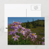 Lila Aster-Blume auf dem Rainier Postkarte (Vorne/Hinten)