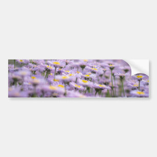 Lila Aster-Blume Autoaufkleber