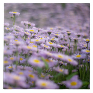 Lila Aster-Blume Fliese