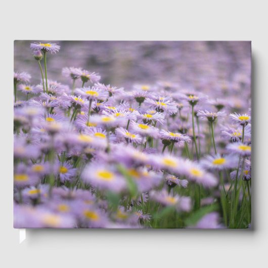 Lila Aster-Blume Gästebuch (Vorderseite)