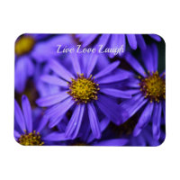 Lila Aster-Blume im RHS Garden Wisley Thinking
