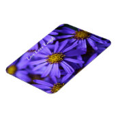 Lila Aster-Blume im RHS Garden Wisley Thinking Magnet (Linke Seite)