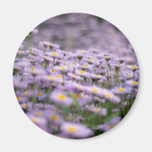 Lila Aster-Blume Magnet