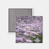 Lila Aster-Blume Magnet (Vorderseite/Rückseite)
