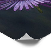 Lila Aster Blumen Art Print Poster (Ecke)