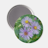 Lila Aster mit Bienenfliegenmagnet Magnet (Vorderseite/Rückseite)