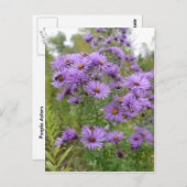 Lila Aster Postkarte (Vorne/Hinten)