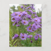 Lila Aster Postkarte (Vorderseite)