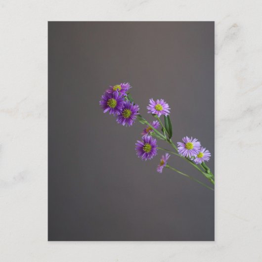 Lila Aster Postkarte (Vorderseite)