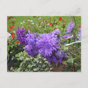 Lila Aster und Ivy Postkarte
