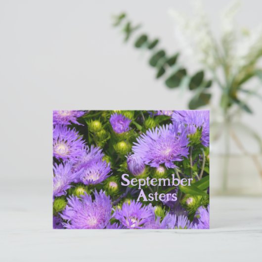 Lila Aster-Wildblumen Fotografie Postkarte (Stehend Vorderseite)