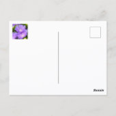 Lila Aster-Wildblumen Fotografie Postkarte (Rückseite)