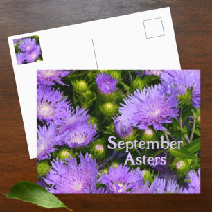 Lila Aster Wildblumen Fotografische Blüten Postkarte