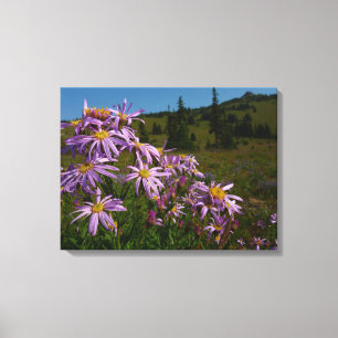 Lila Asterblüten am Mount Rainier Leinwanddruck
