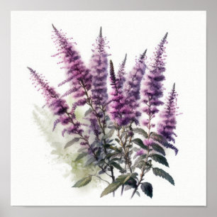 Lila Astilbe-Blumen Kunst Druck Poster