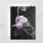 Lila auf Schwarz Postkarte (Vorne/Hinten)
