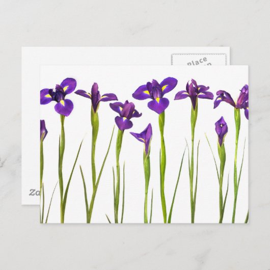 Lila, auf weißem Hintergrund abgeschiedene Reizung Postkarte (Vorne/Hinten)